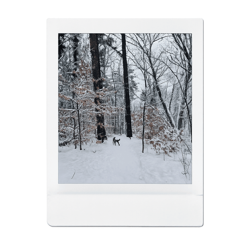 Walking in the winter woods